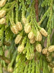 Cupressus macrocarpa