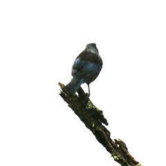 Prosthemadera novaeseelandiae novaeseelandiae
