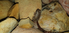 Litoria rubella