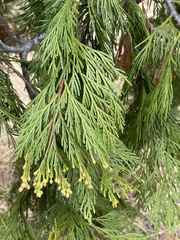 Cupressus macrocarpa