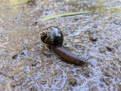 Victaphanta compacta