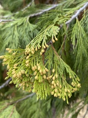 Cupressus macrocarpa