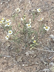 Melampodium leucanthum
