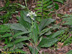 Calanthe triplicata