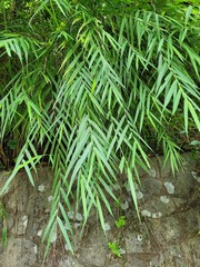 Arundo formosana