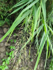 Arundo formosana
