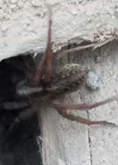 Lycosoidea
