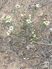 Melampodium leucanthum