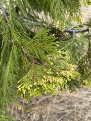 Cupressus macrocarpa