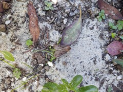 Agrotis vancouverensis