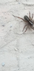 Lycosoidea