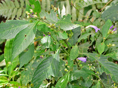 Strobilanthes formosana