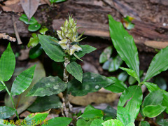 Goodyera foliosa