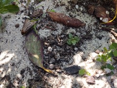 Agrotis vancouverensis