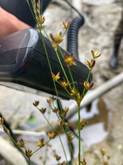 Juncus