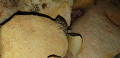 Litoria rubella