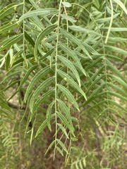 Schinus molle