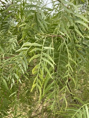 Schinus molle