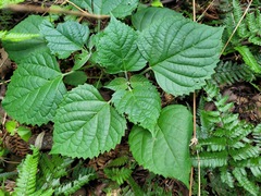 Clerodendrum canescens