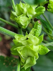 Clerodendrum canescens