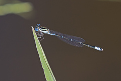 Austroagrion watsoni