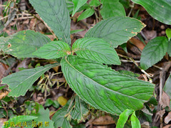 Rhynchotechum discolor