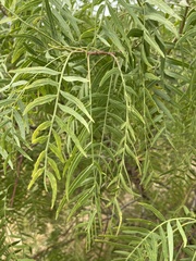 Schinus molle
