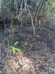 Ficus coronata