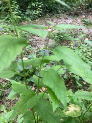 Scutellaria lateriflora
