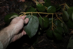 Gmelina leichhardtii