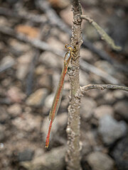 Argiocnemis rubescens