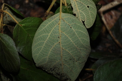 Gmelina leichhardtii