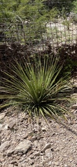 Dasylirion texanum