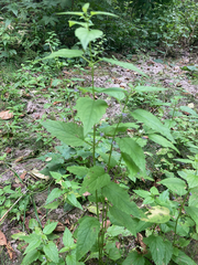 Scutellaria lateriflora