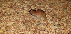 Litoria rubella