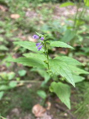 Scutellaria lateriflora
