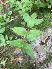 Scutellaria lateriflora