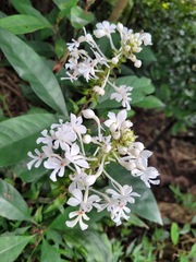 Calanthe triplicata