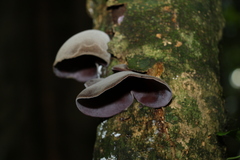 Auricularia cornea