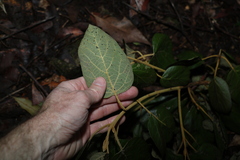 Gmelina leichhardtii
