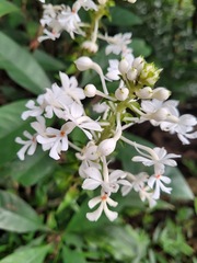 Calanthe triplicata