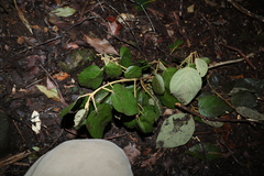 Gmelina leichhardtii