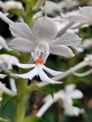 Calanthe triplicata