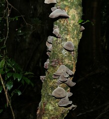 Auricularia cornea