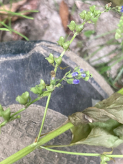 Scutellaria lateriflora