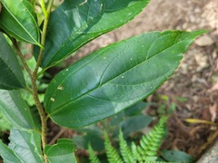 Celtis tetrandra