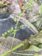Scutellaria lateriflora