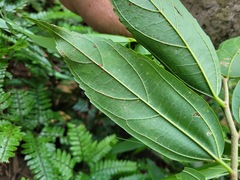 Celtis tetrandra