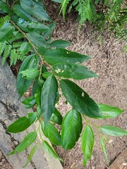 Celtis tetrandra