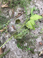 Scutellaria lateriflora